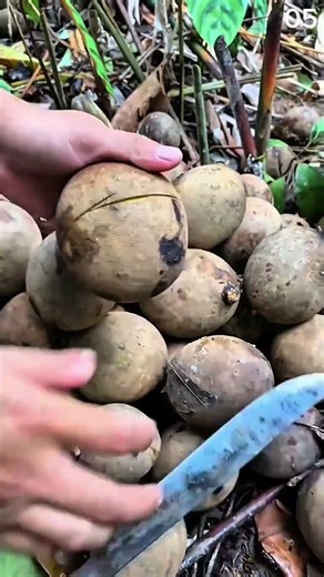 Fruit splits clean—morning hands open rough shell, soft center glows in forest hush