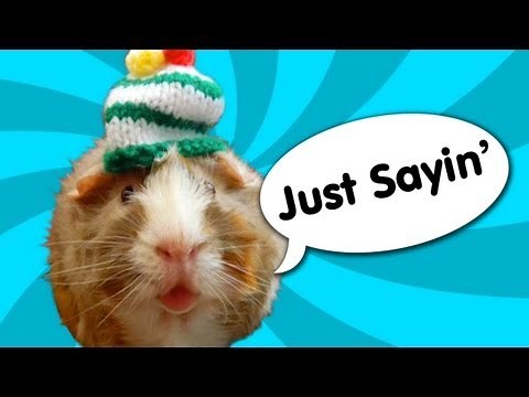 Guinea Pig Speaks Out - Ricky Gervais