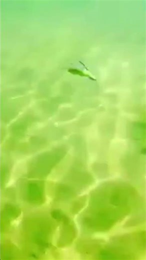 OSP SS GILL 3.6" UNDERWATER BAIT FOOTAGE