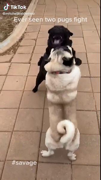 #pugs #savage #fighting #ufc #4u #foru #mental￼ | pug