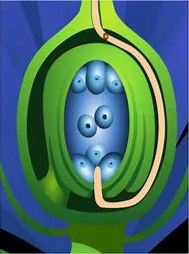 Double plant fertilization