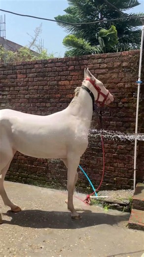 😍Nukri filly #mashallah #horse #equestrianjourney #horsetrack #horseriding #minivlog