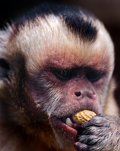 Capuchin monkey eating a peanut
