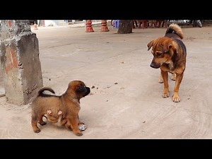 Today, baby monkey punish a puppy (difficulty breathing​)
