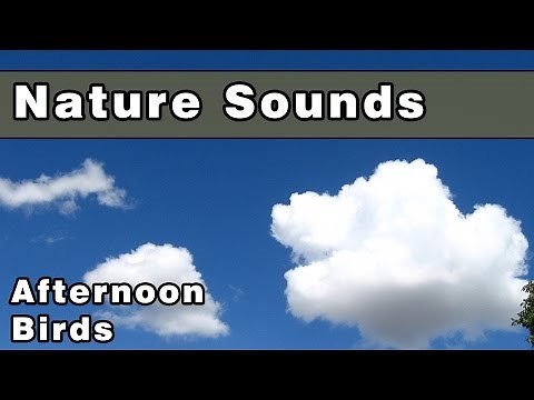 Afternoon Bird Sounds | 12 Hours Relaxing Nature Ambience for Sleep | Nature Sounds
