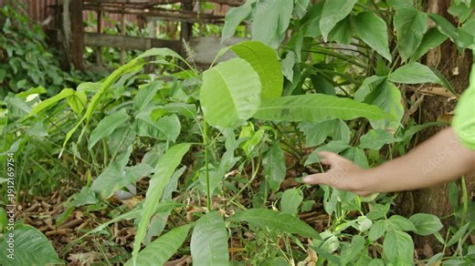 Farmer hand cleaning weeds around mango tree seedling, Plant maintenance activity in tropical orchard, Organic farming and traditional vegetation care concept