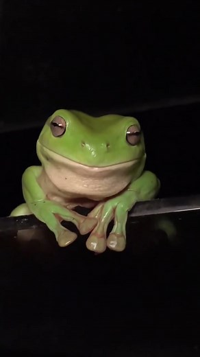 Frogs Fam on Instagram: "You're Never Alone In Australia🐸 with some Green tree frogs hanging out in the toilet👀 .. .. Please DM for Credit or Removal .. .. #cutefrogsonly #cute_frogs_only #frog #frogs #frogdog #frogsofinstagram #froggy #froggy_explorers #treefrog #froglove #frogart #frogmemes #frog #frogs #frogmeme #frogmemes #frogsofig #frogsofinstagram #amphibian #amphibiansofinstagram #roundfrog#frogs #froglover #froglover #froglovers #frogloversofinstagram #frogsofinstagram #frogdaily #fro