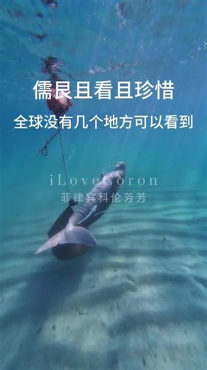 来科隆必看的海洋哺乳动物--儒艮先来敲黑板提醒几点：1.这个萌物全球没有几个地方能看到，来科隆一定要安排！2.儒艮保护区每日有严格的名额限制，机票定好就要以护照信息页实名把儒艮的名额锁定！3.可以浮潜，自由潜，水肺观看，清晰按需报名！4.排队文明观赏，杜绝各种不文明做法！#儒艮#菲律宾科伦芳芳#iLoveCoron#潜水