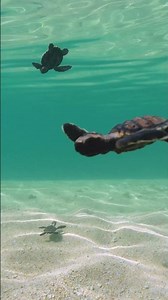 Cutest Baby Sea Turtles!