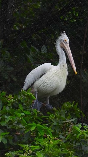 Why Do Pelicans Dive for Fish? The Science Explained