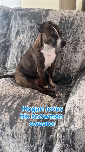 72 reactions · 6 comments | Hogan and His Mighty Snowman Sweater Our...