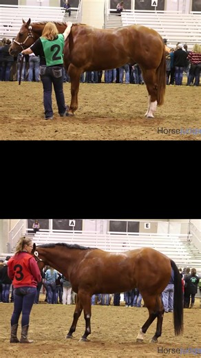 Which horse is the heaviest muscled? #horsejudging #cdeszn #teachag #agteacher #halterhorse | Livestockjudging.com