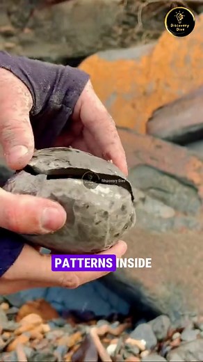 Ammonites: Fossilized Wonders Revealed