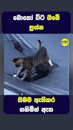 ඔබේ ප්‍රශ්න ඔබම ඇතිකරගනිමින් ඇත #shorts