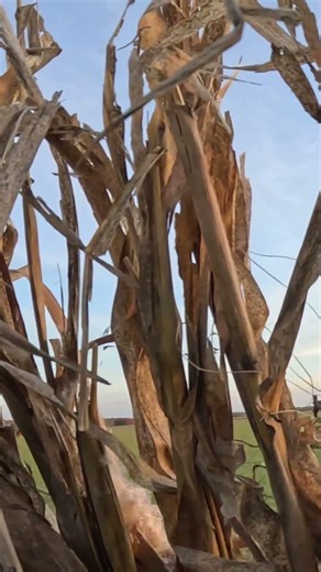 Canada Goose Hunting - Limit Out First Flock!