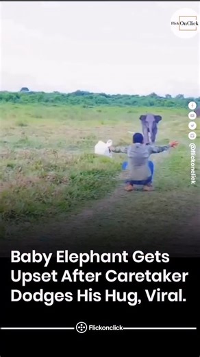 This heart-melting moment shows a baby elephant running for a hug, only to feel upset when the caretaker dodges it. The clip instantly went viral, melting hearts online and reminding us how deeply emotional and affectionate elephants are. Cute, funny, and a little heartbreaking all at once. #BabyElephant #ElephantLove #AnimalEmotions #TooCute #ViralVideo #Wholesome #AnimalBond #HeartMelting #WildlifeMoments #FlickOnClick | Flickonclick