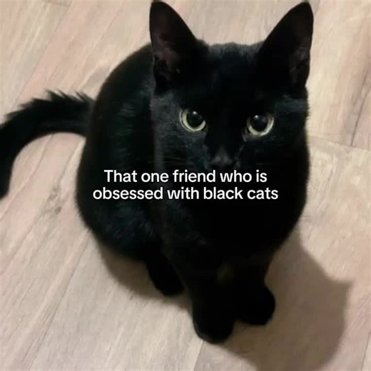 Black Cats: Cute Cat Types and Why They Are So Loved