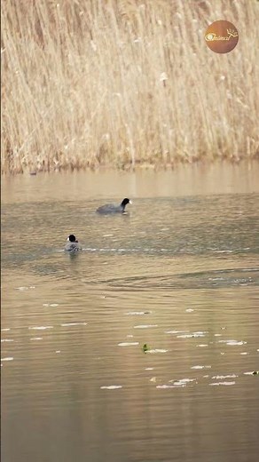 Ducks race & dive like pros! 🦆💨 Nature’s mini Olympics!