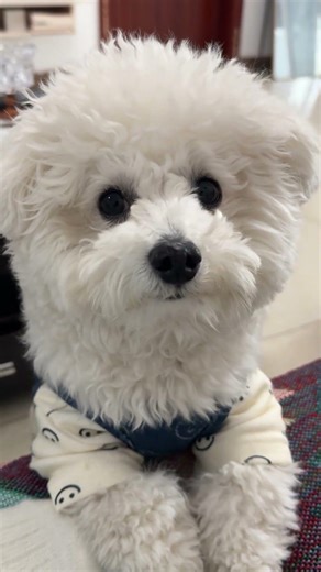 Cute Bichon Frise Puppy! 🐶