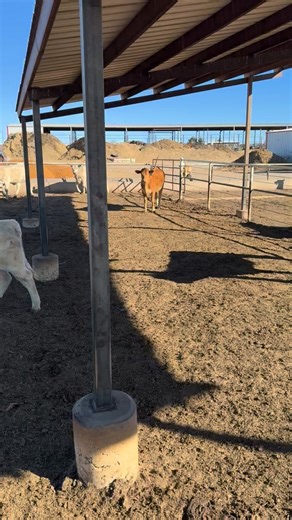 35 head of steers and heifers. Home-raised, weighing 550 to 600 pounds, and fully worked with all the shots. Selling Thursday, March 5 at the Weaned Calf Special Sale, held in conjunction with our regular Thursday sale. Sale starts at 9 a.m. For more information, call Luke at 940.456.0972. #woodwardlivestock #weanedcalfspecial #sellwithhale #westernadvantage | Woodward Livestock Auction, Inc