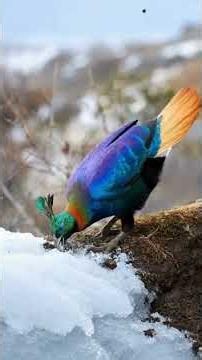 Himalayan Monal: The National Treasure of the High Peaks