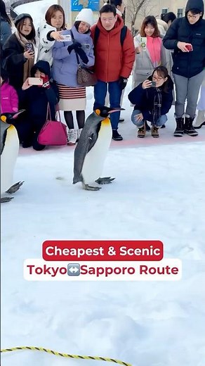 Cheapest Tokyo to Sapporo Route! 🚢💸