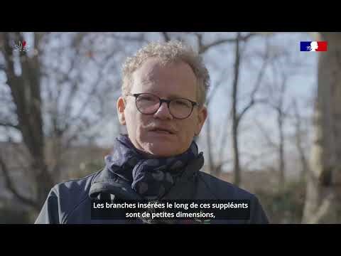 Impoverished branching of plane tree - ARCHI Method and Architectural Dendro-Markers - DMA 13/21