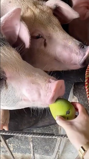 Cutest Pig Moments 🐷 | Adorable Piglet Adventures That Will Melt Your Heart!"