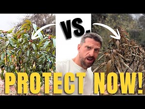Protect Your Fruit Trees From Freeze Damage (Before It's Too Late)