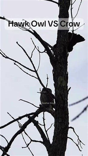 The hoots of my labour, owl vs crow #OwlQueen #NorthernHawkOwl #BirdBehavior #FollowForMoreOwl