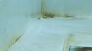 Master carpet cleaning SATISFYING ASMR Carpet Cleaning Before and After Relaxing Cleaning a Dirty Carpet #rug #carpet #satisfying #rugcleaning #carpetwashing #carpetcleaning #asmr Part 11 | Carpet asmr luna k | Facebook