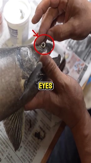 Viral Fish Art That Looks So Real 👀