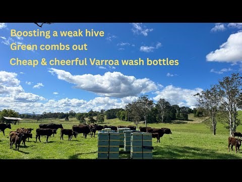 🐝 Low Varroa mite counts - green combs out - cheap & cheerful Varroa mite wash method.
