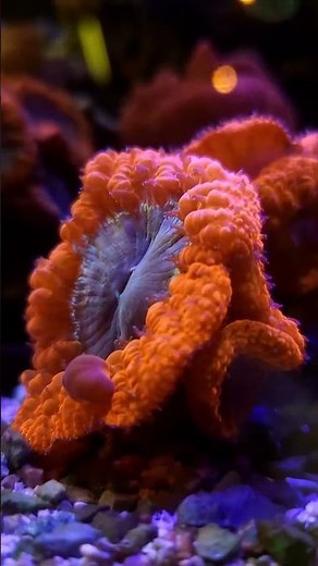 REEF TANK SULTAN MODAL RECEH!! #nanotank #nanoreeftank #nanoreef #nanotanks #marinetank #reeftank