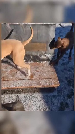 Pup spent months alone. Now, he’s the biggest cuddlebug #reelschallenge #dog #animals #dogsoftiktok #trendingreels #reelsvideos #reelsfyp | Viral Memes Reels 101