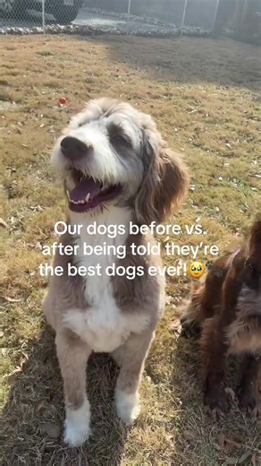Adorable Before and After at Doggy Daycare