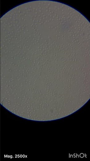 Micrococcus luteus under the microscope #science #bacteria
