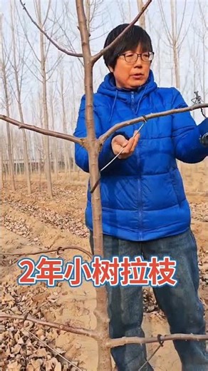 Fruit tree branch pulling first softens the branches and uses a branch puller#Fruit tree branch