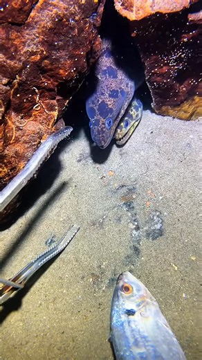 SEANG OCEAN on Instagram: "海の生き物 シリーズ 01 #海の生き物 #海洋生物 #イルカ #クジラ #サメ #クラゲ"