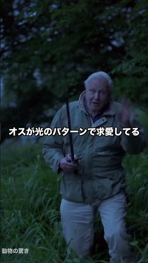 ホタルの光、効率ほぼ100%って知ってた？✨