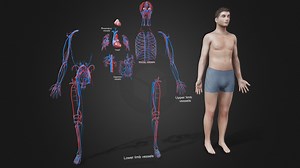 3D Human Cardiovascular System - Buy Royalty Free 3D model by 3D4SCI