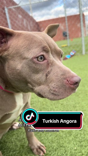 Adopt a Turkish Angora Cat at Friends of DACC