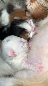 464K views · 9.9K reactions | Cute Cat #funnyvideo #cat #matercat #cuteanimal #kitten #turkishcat #cutecat #cats #cute #cutepet | Baby Cat | Facebook