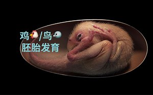 鸡鸟的胚胎发育 I 蛋生鸡