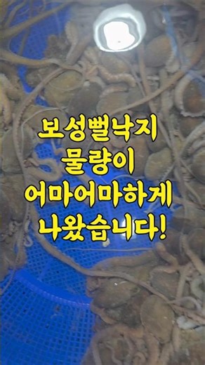On December 12th, the Boseong mud octopus supply exploded. It was soft and tender.