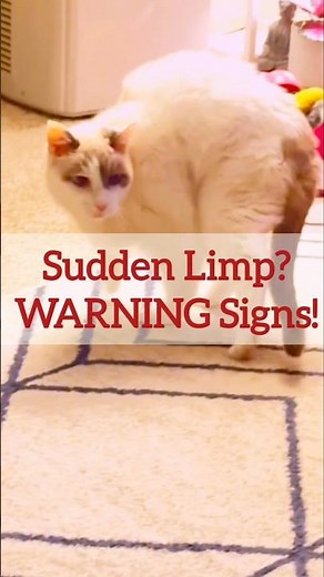 Cat Suddenly Limping? The Scary Truth Every Owner Should Know! #cat #shorts