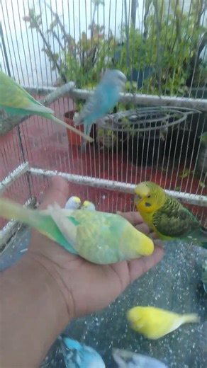 Gentle Budgie Love for a Relaxing Day ☀️