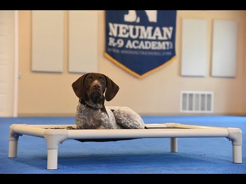 Winston (German Shorthair Pointer) Puppy Camp Dog Training Video Demonstration