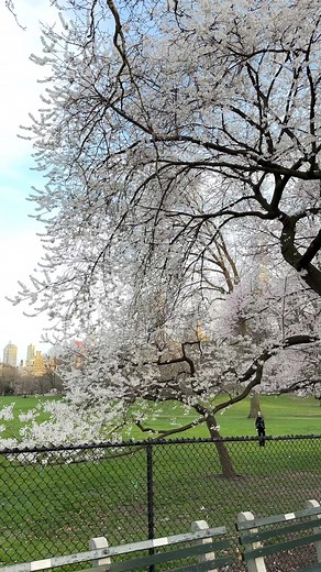 Spring in New York City #springbreak2023 #spring #newyork #NYC | New York City Photos
