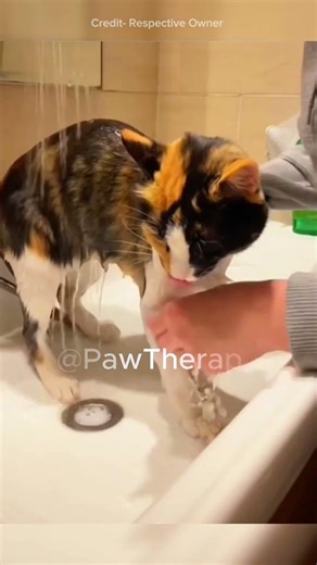 Girl gives new life to a starving cat 🐈